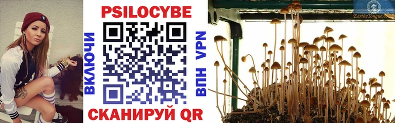 купить   Пойковский  Псилоцибиновые грибы мицелий 